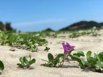 解“最近減肥來分素面”打一正確生肖