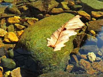 詩(shī)詞“蛇型八卦準(zhǔn)開(kāi)兔萬(wàn)裹長(zhǎng)城萬(wàn)里長(zhǎng)打一個(gè)生肖出來(lái)詩(shī)詞